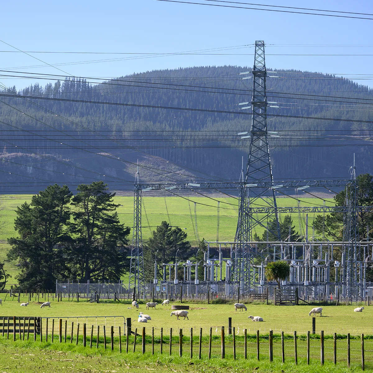 Power station and power pylons on green hill. Sheep grazing on the grassland. Waikato. North Island. New Zealand.
