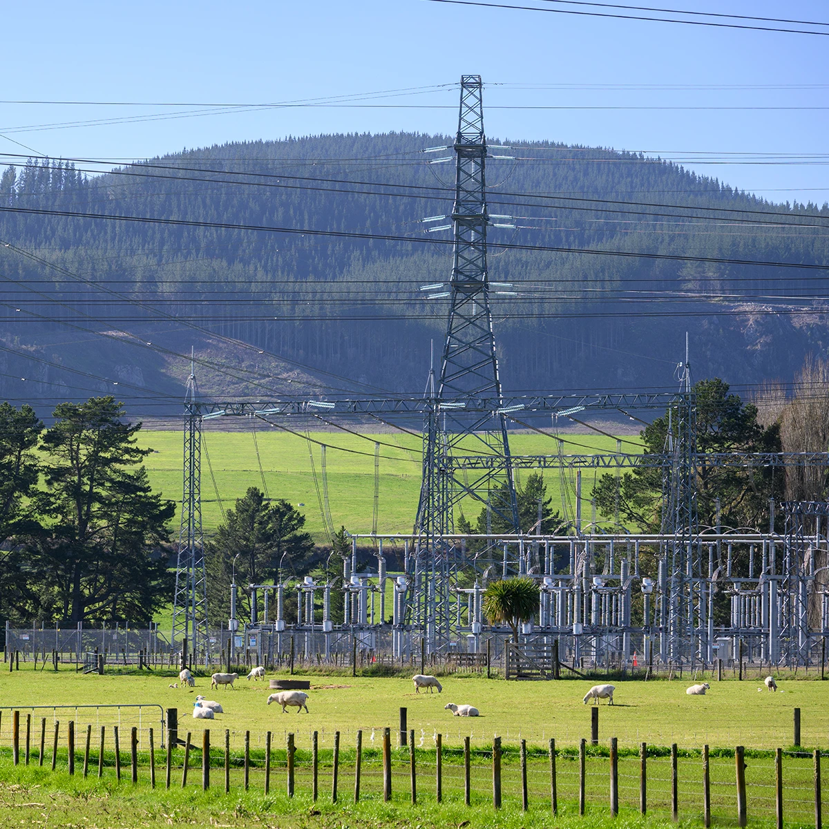 High voltage transmission lines lead into a utilities substation, positioned in a sheep paddock in New Zealand.