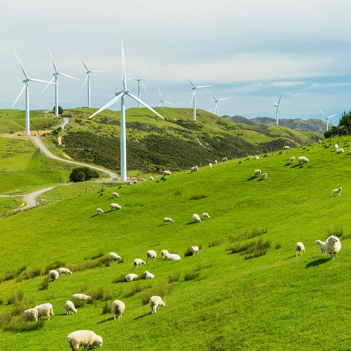 Wind turbines and ranch sheep in Makara near Wellington, New Zealand