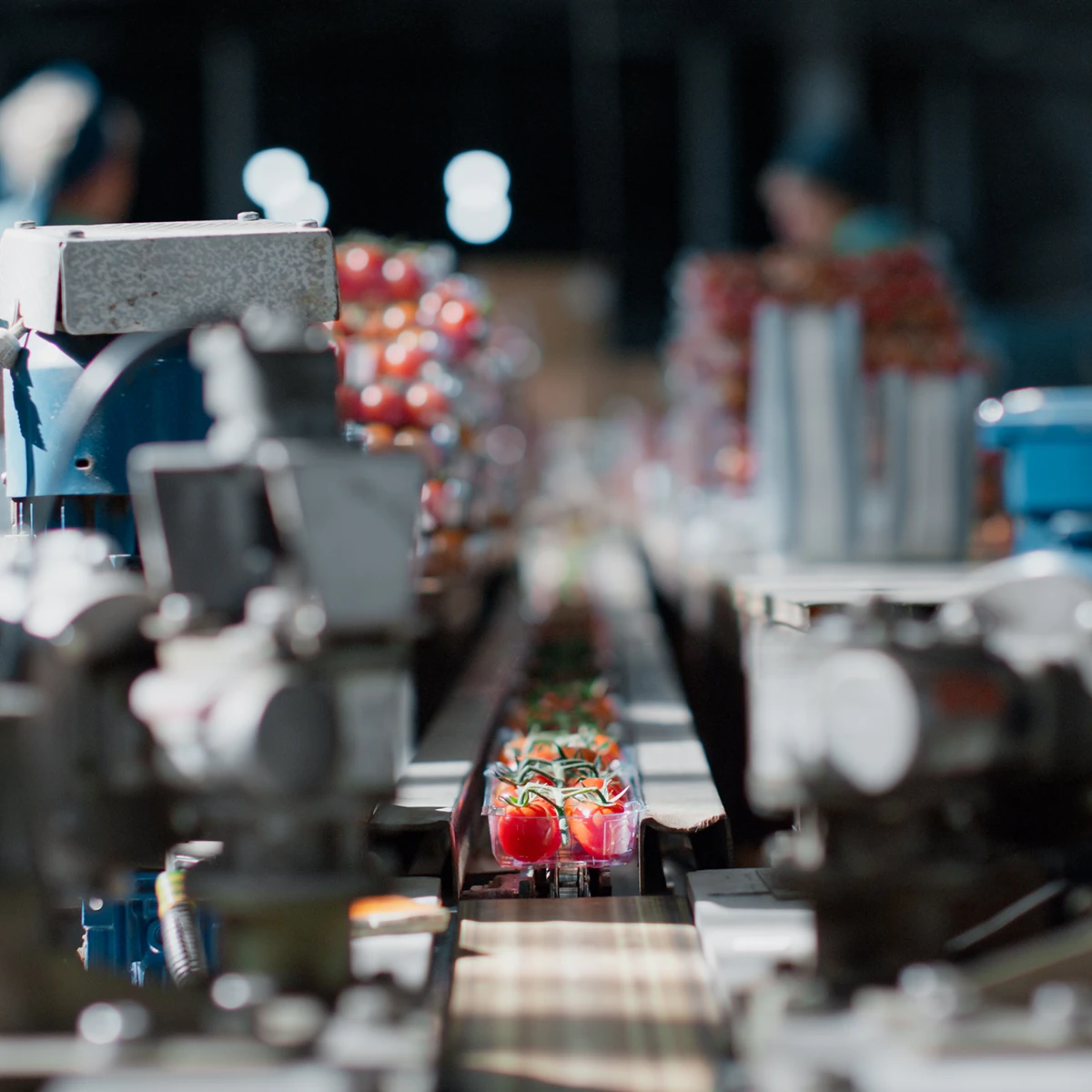 Tray of cherry tomatoes head down a conveyor belt in a food processing factory in New Zealand