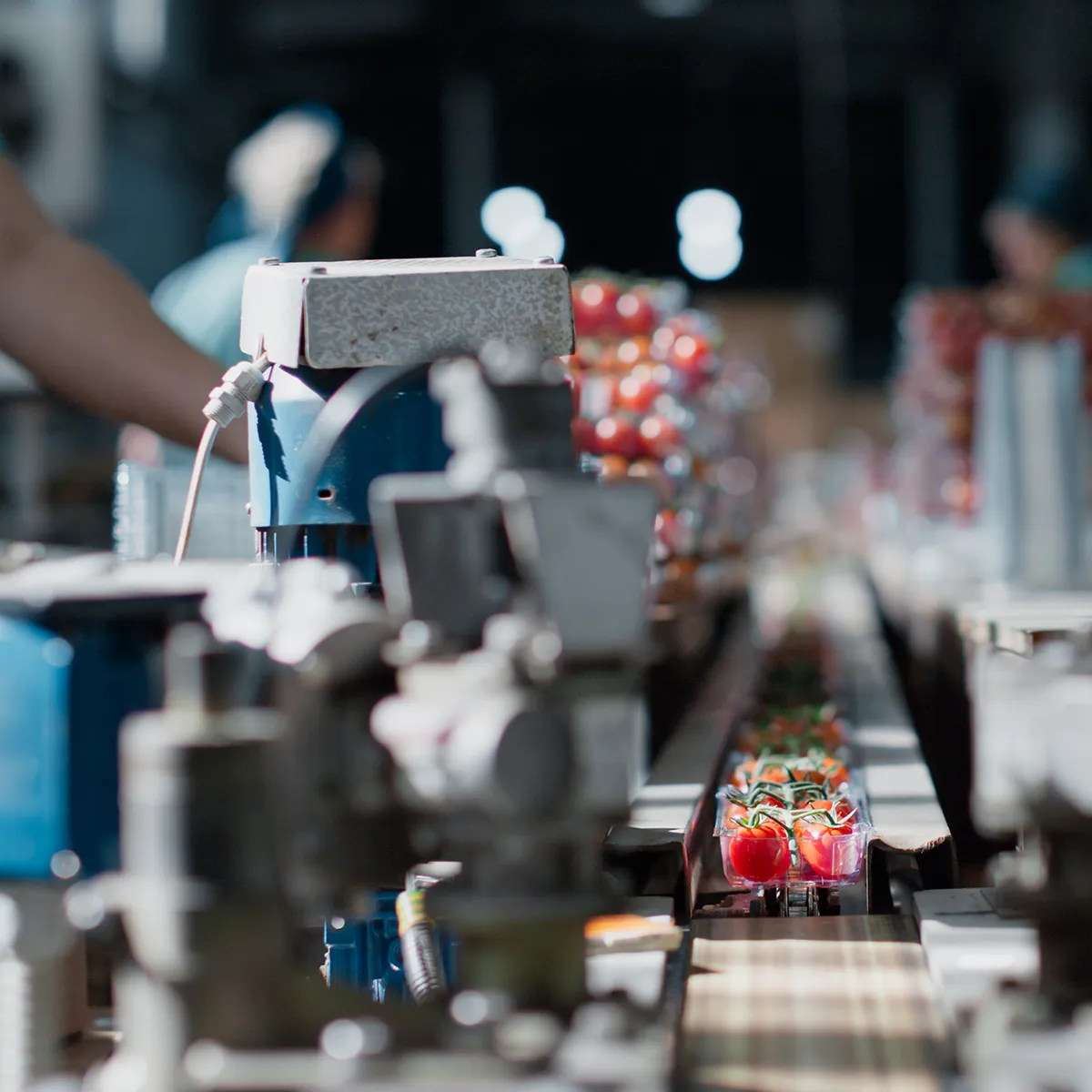 Position sensors used on a conveyor belt in a tomato processing line